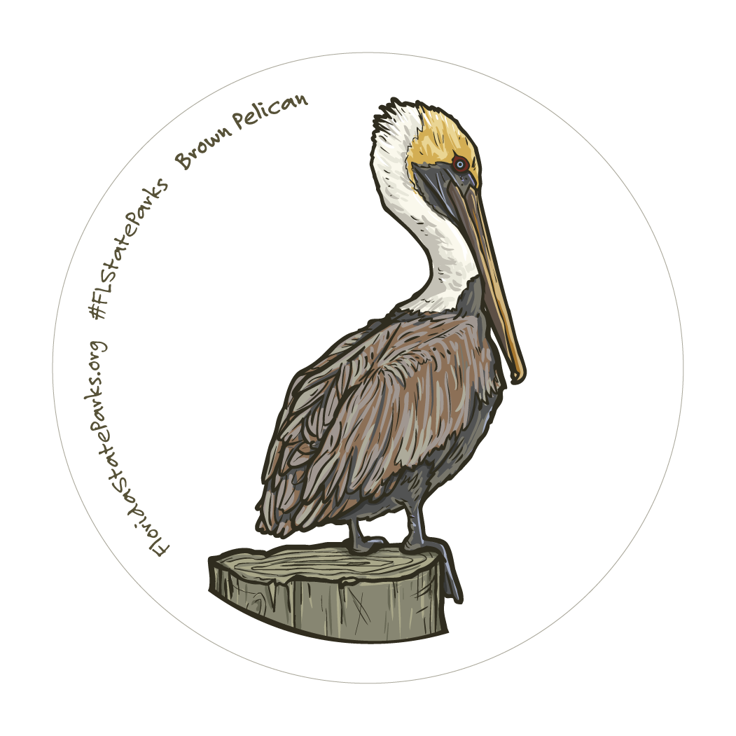 Brown Pelican